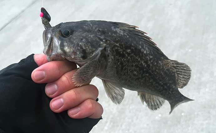 北海道ロックフィッシュゲームでクロソイの数釣りを満喫　アイナメは不発