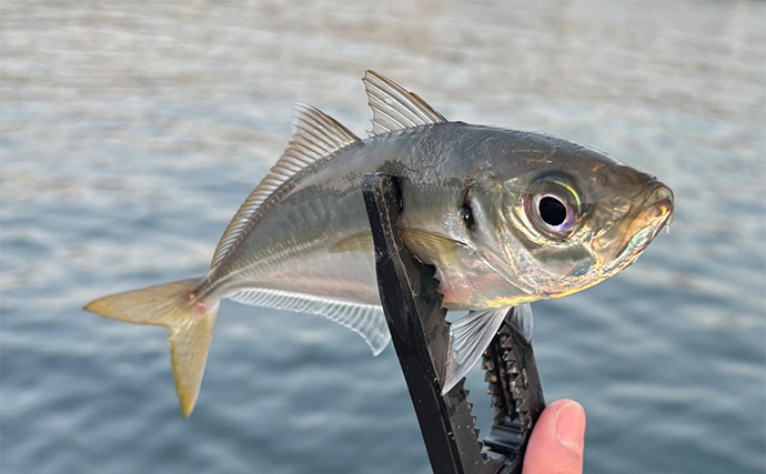 「10匹じゃまだまだ釣り足りない？」ライトゲーム爆釣の基準を魚種別に考えてみた