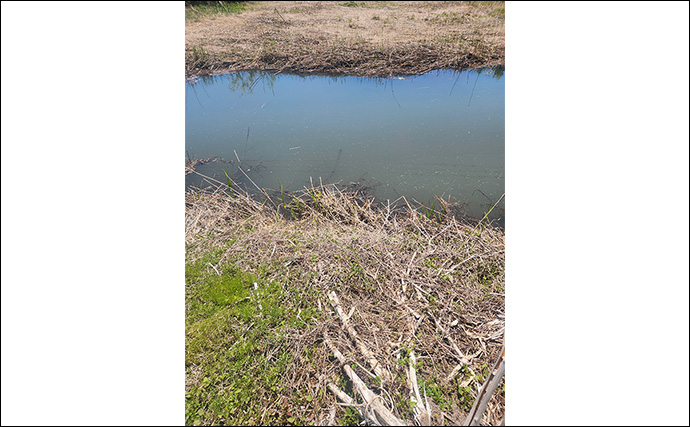 ライギョゲームで70cm級頭に本命2尾キャッチ【山形】フロッグルアーに丸見えバイト