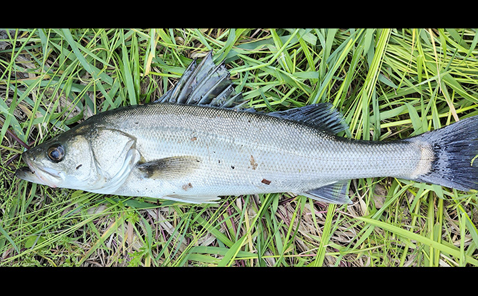 村田川デイシーバスゲームで55cm本命キャッチ【千葉】潮の動き出しでヒット