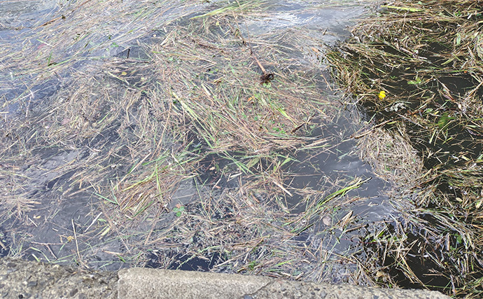 村田川デイシーバスゲームで55cm本命キャッチ【千葉】潮の動き出しでヒット