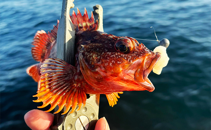 「10匹じゃまだまだ釣り足りない？」ライトゲーム爆釣の基準を魚種別に考えてみた