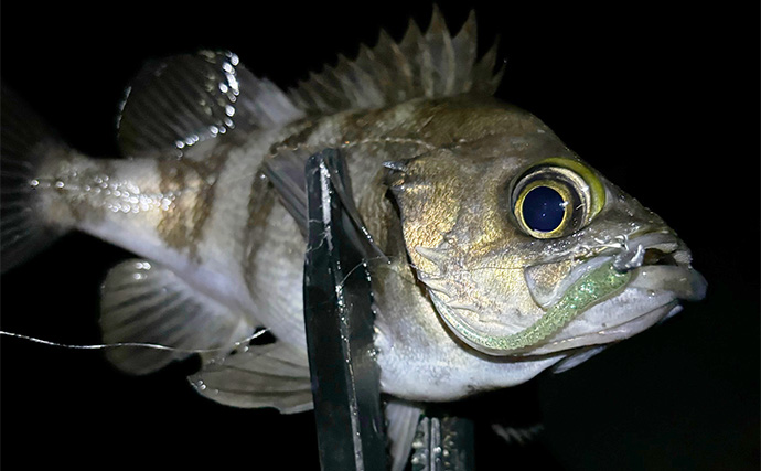 「10匹じゃまだまだ釣り足りない？」ライトゲーム爆釣の基準を魚種別に考えてみた