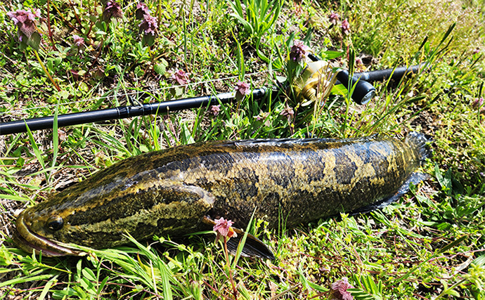 ライギョゲームで70cm級頭に本命2尾キャッチ【山形】フロッグルアーに丸見えバイト