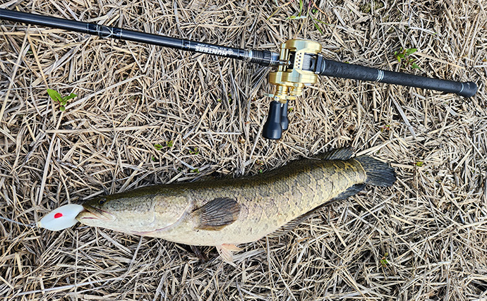 ライギョゲームで70cm級頭に本命2尾キャッチ【山形】フロッグルアーに丸見えバイト