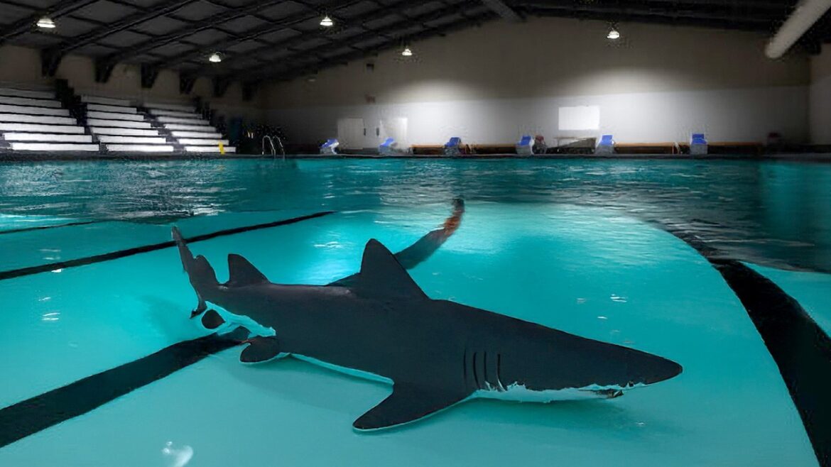 【神回】衝撃！最強サメだらけのプールから脱出するホラーがヤバいwww【Sharks and Minnows】