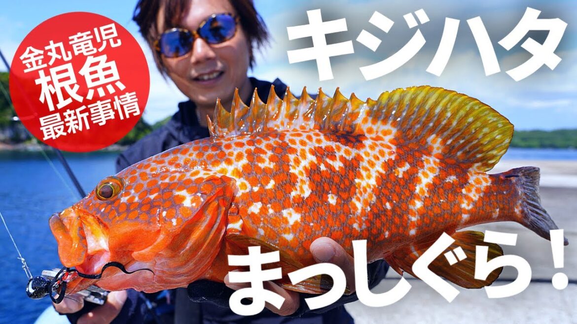 キジハタデイゲーム／魚子ラバ＆ロールスイムジグヘッドで連発！