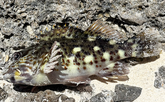 宮古島旅行の合間にライトゲームを満喫【沖縄】初魚種だらけの南国五目釣りを達成