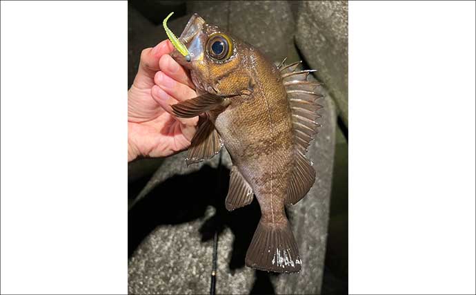 夜の大阪湾ライトゲーム釣行でアジもメバルも複数キャッチ成功　いずれもジグ単リグにヒット