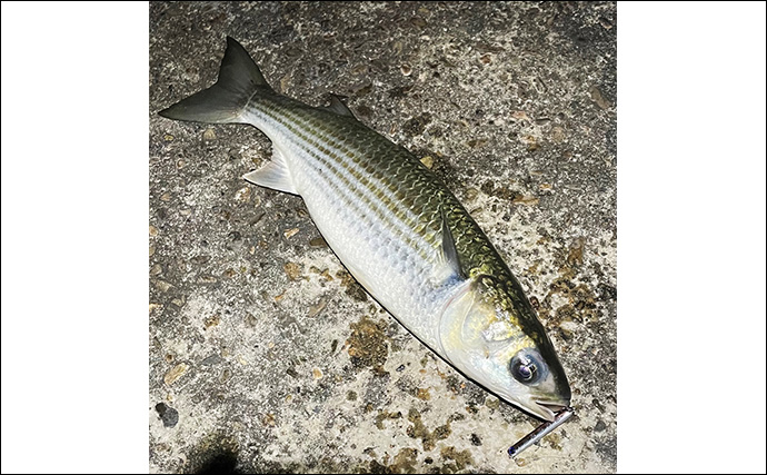 魚に見えないラインを使ってライトゲームしてみた　目が良いメバルへの効果はいかに？
