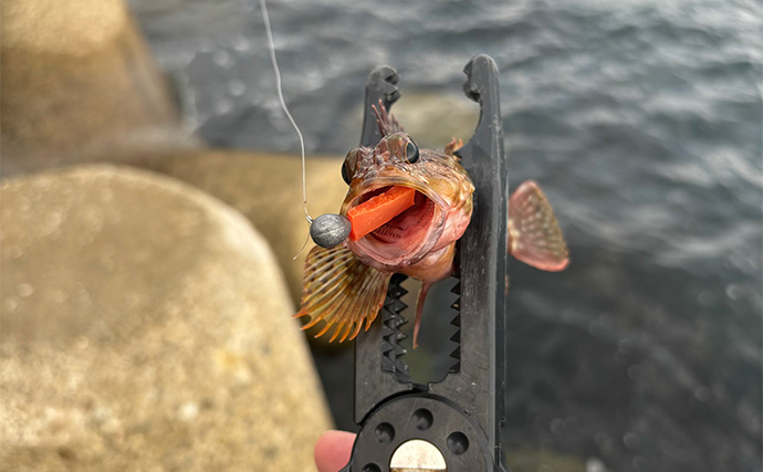 【初夏〜盛夏】沿岸部ライトゲームの遊び方 高水温期は朝夕の釣行がオススメ