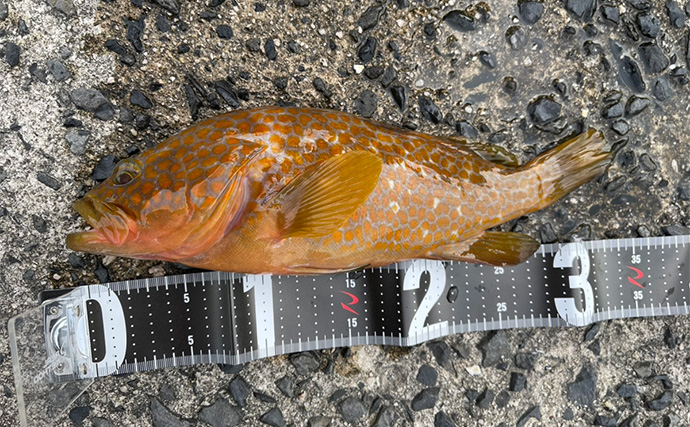 「ハマると瞑想的な効果も？」小型魚を狙うライトゲームの魅力は【手応え】にあり