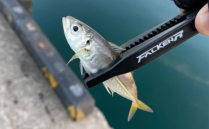「ハマると瞑想的な効果も？」小型魚を狙うライトゲームの魅力は【手応え】にあり