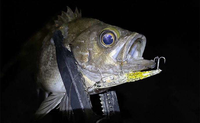 魚に見えないラインを使ってライトゲームしてみた　目が良いメバルへの効果はいかに？