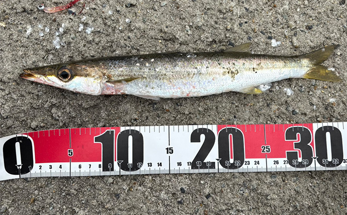 「潮止まりでまさかの爆釣?」外房ライトゲームでカマスとアジが連発!【千葉】