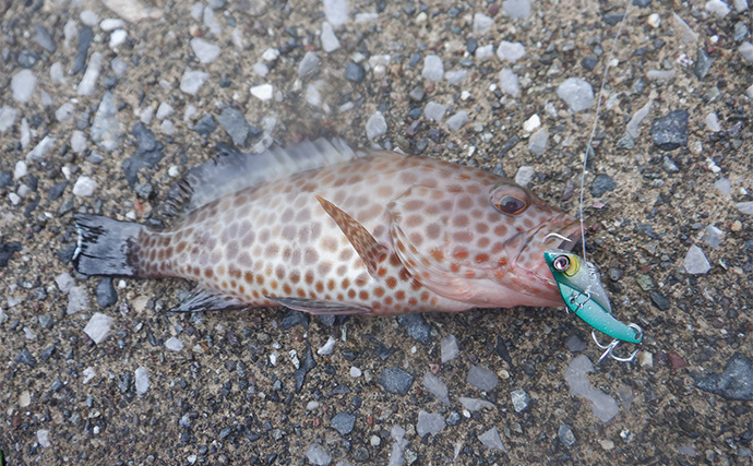 「暑さ対策も重要!」熊野灘のライトソルトゲーム完全ガイド【タックル・釣り方・注意点】