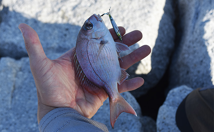 「暑さ対策も重要!」熊野灘のライトソルトゲーム完全ガイド【タックル・釣り方・注意点】