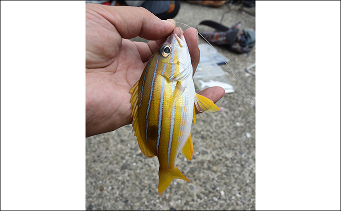 「暑さ対策も重要!」熊野灘のライトソルトゲーム完全ガイド【タックル・釣り方・注意点】