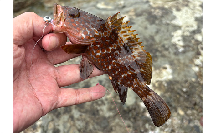 超浅場のライトロックゲームでムラソイとキジハタを手中【山形】潮の変化で活性アップ