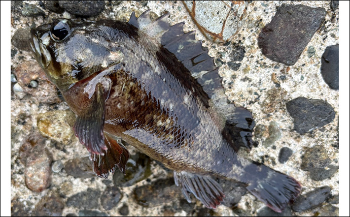 超浅場のライトロックゲームでムラソイとキジハタを手中【山形】潮の変化で活性アップ