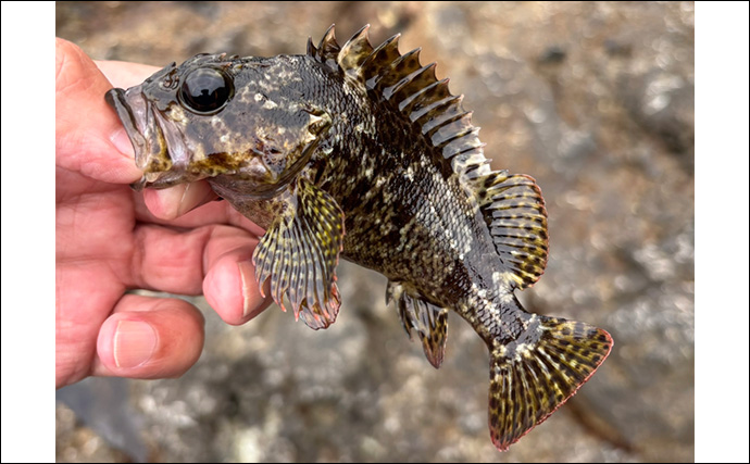 超浅場のライトロックゲームでムラソイとキジハタを手中【山形】潮の変化で活性アップ