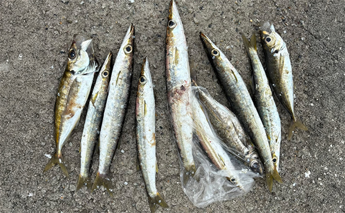 「潮止まりでまさかの爆釣?」外房ライトゲームでカマスとアジが連発!【千葉】 | TSURINEWS 「潮止まりでまさかの爆釣?」外房ライトゲームでカマスとアジが連発!【千葉】