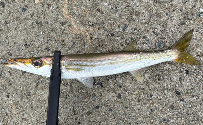 「潮止まりでまさかの爆釣?」外房ライトゲームでカマスとアジが連発!【千葉】