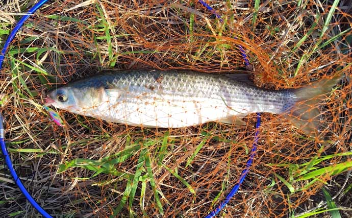 「大量のイナッコに大苦戦！」村田川シーバスゲームで良型含みボラ連発で意外と満足？【千葉】