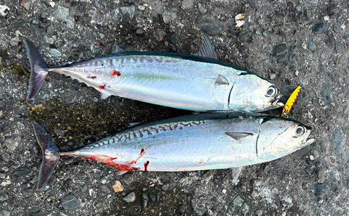 沼津の堤防でライトゲーム釣行【静岡】40cmソーダガツオやオオモンハタが連発