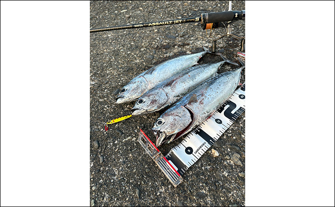 沼津の堤防でライトゲーム釣行【静岡】40cmソーダガツオやオオモンハタが連発