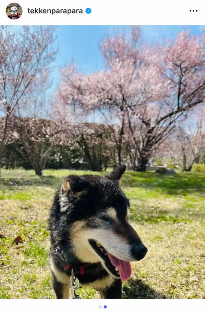 鉄拳公式インスタグラム（＠tekkenparapara）から - スポニチ Sponichi Annex