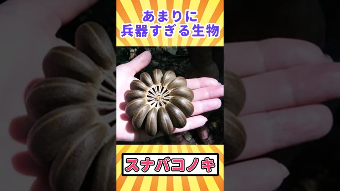 【閲覧注意】あまりに兵器すぎる生物「スナバコノキ」【ゆっくり解説】 #どうぶつのひきこ森 #ゆっくり解説 #へんないきもの #閲覧注意