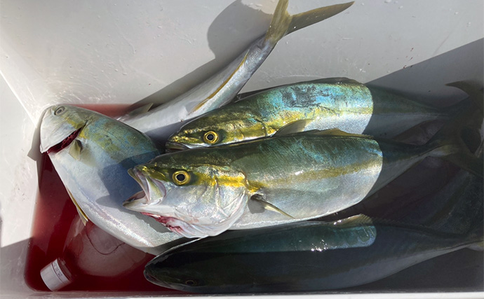 伊勢湾奥キャスティングゲームで「サワラカッター2発」の洗礼に泣く　ツバスは連発