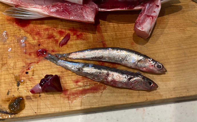 伊勢湾奥キャスティングゲームで「サワラカッター2発」の洗礼に泣く　ツバスは連発