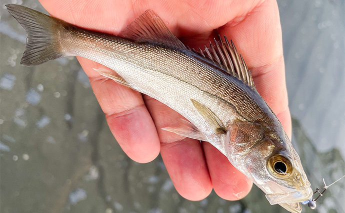 浜名湖でルアー釣りを楽しむなら「ライトゲームタックル」が圧倒的にオススメな理由