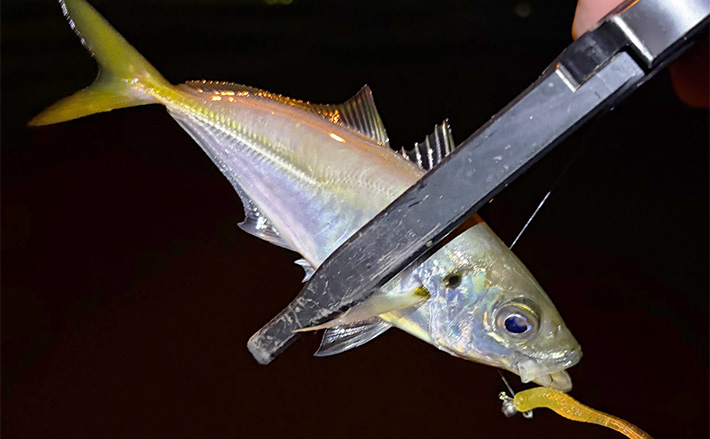 大阪南港アジングゲームで「2時間でアジ25尾」と好調! サイズは小型に終始 | TSURINEWS 大阪南港アジングゲームで「2時間でアジ25尾」と好調! サイズは小型に終始