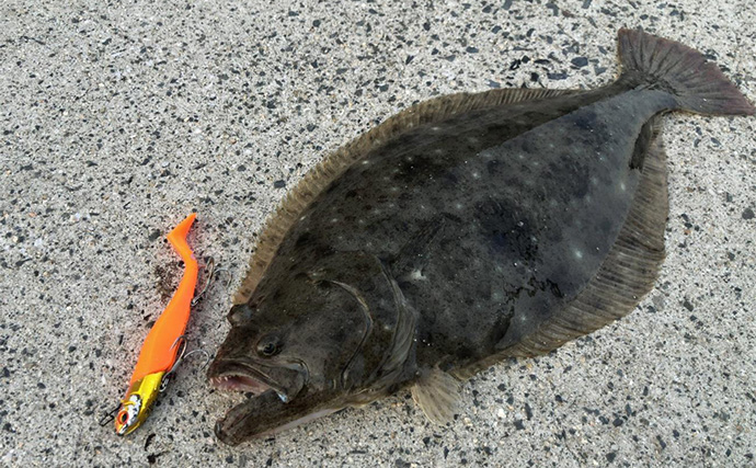 陸っぱりフラットゲームで56cm頭にヒラメ2枚！【瀬戸内】本格シーズン到来の予感