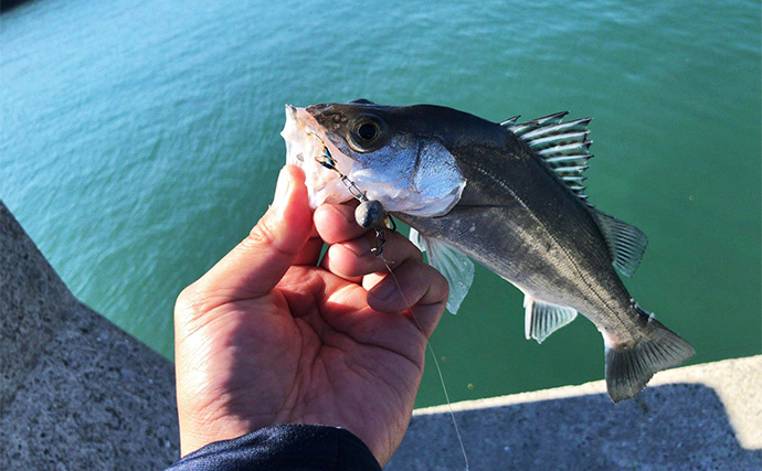 堤防ルアーゲームでシーバス2桁キャッチ！ アシストフック付きワームに連続ヒット