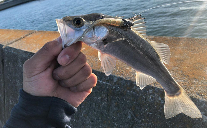 堤防ルアーゲームでシーバス2桁キャッチ！ アシストフック付きワームに連続ヒット