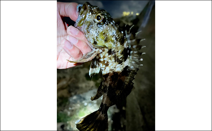 泉大津の波止ライトゲームでアジにカサゴが連発【大阪】想定外のヒラセイゴも登場