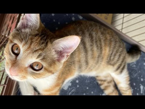 猫を守る49日目 K Pop Wacoca Japan People Life Style