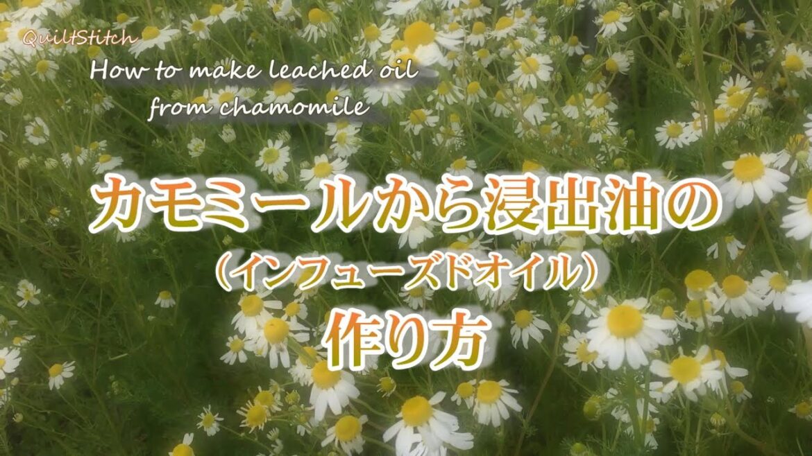 カモミールのインフューズドオイルの作り方 【カミツレ】【ハーブ活用法】 カモミールのインフューズドオイルの作り方 【カミツレ】【ハーブ活用法】