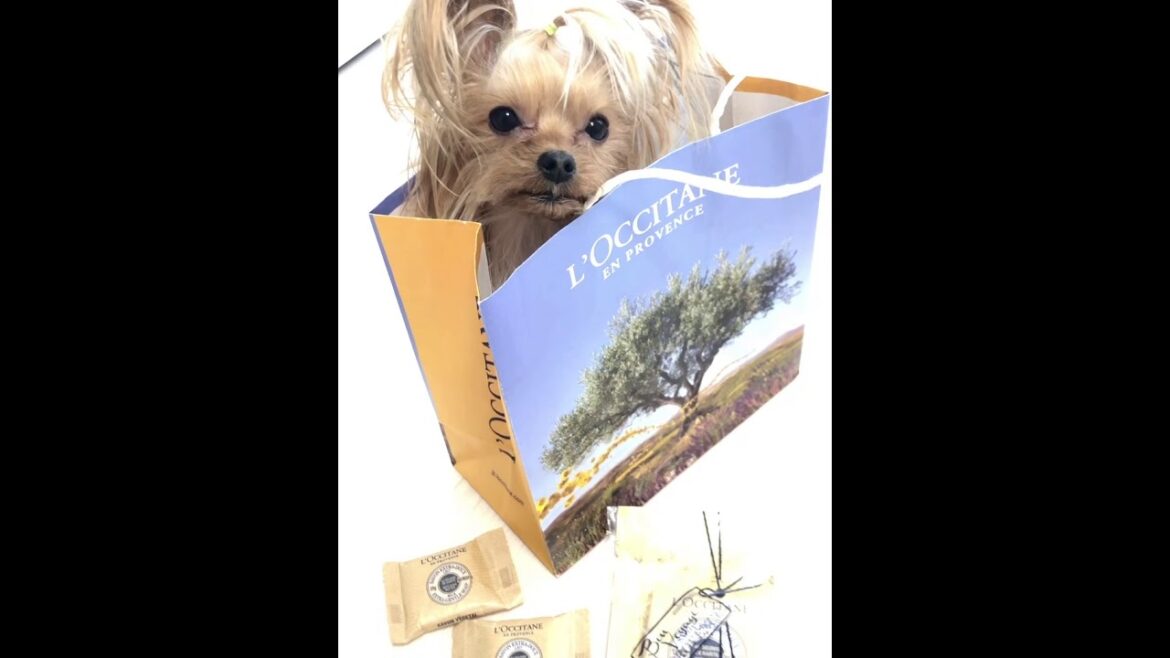＃ロクシタン  #loccitane 🛁 #doginbag 🛍 #袋大好き 🐶💚