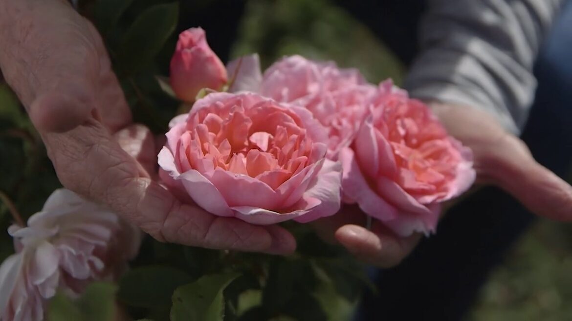 Jurlique Hand Cream | Precious Hands