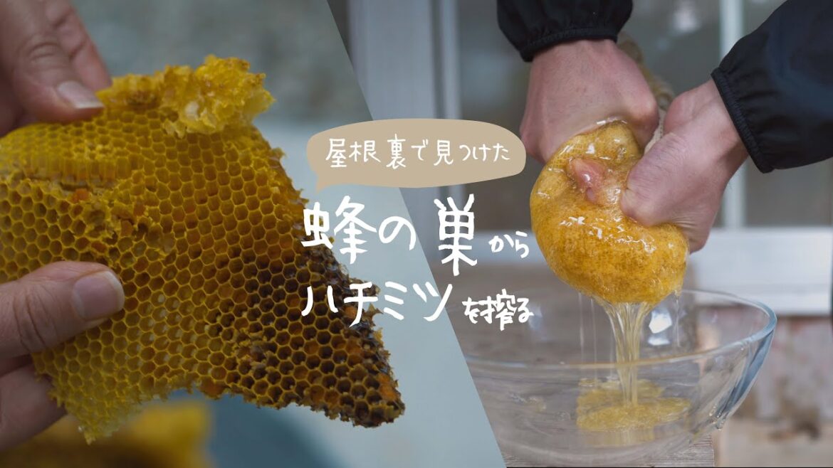 屋根裏に巨大な蜂の巣を発見｜天然ハチミツ｜蜜蝋ハンドクリーム