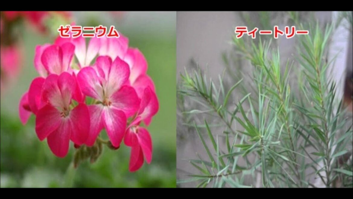 アロマ「ゼラニウムとティートリー」の効能・効果などをご紹介します!!