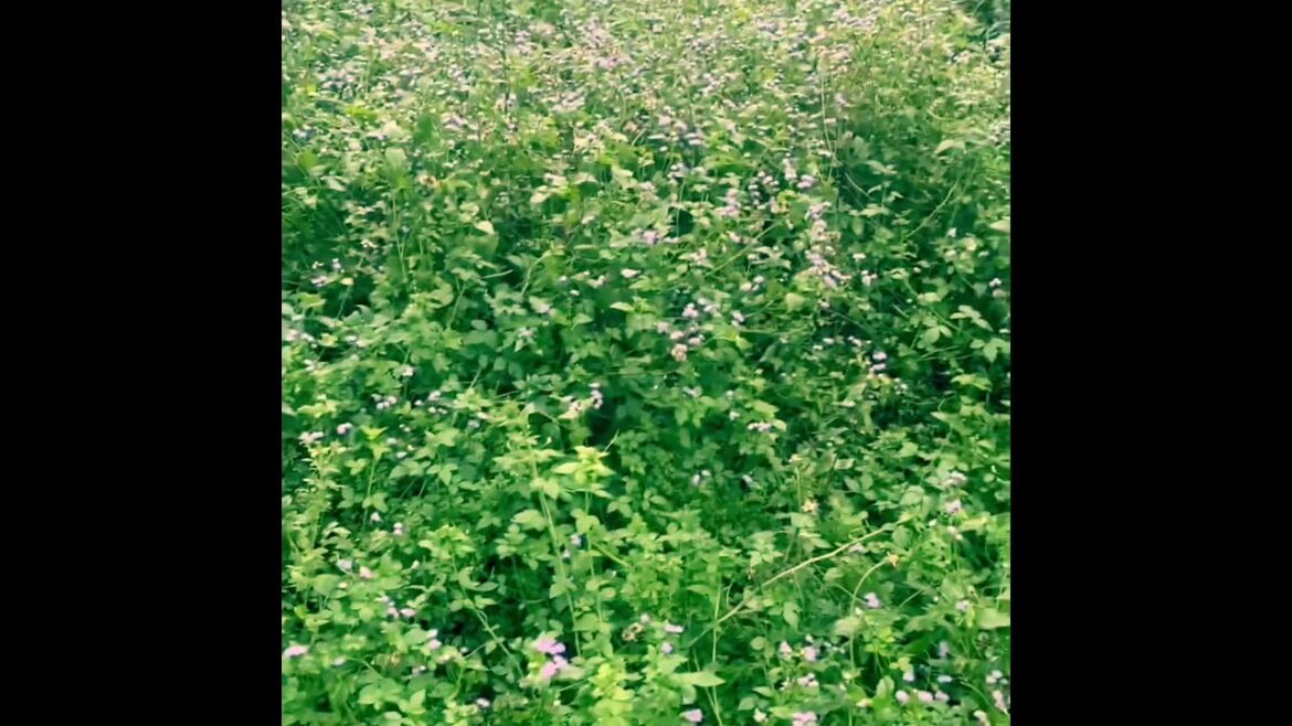 Shampoo from nature 手作自然シャンプー