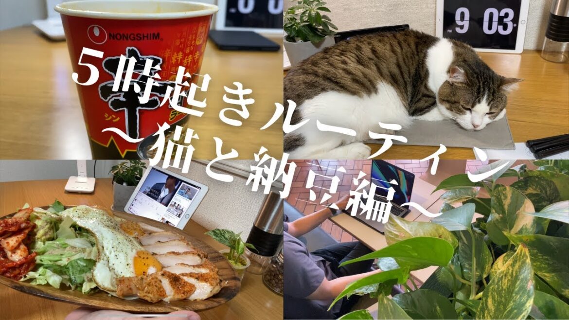 【猫と朝活ガチ勢＃０３】１日でやりたいことを全てやり切る【Study vlog 司法書士 TOEIC】