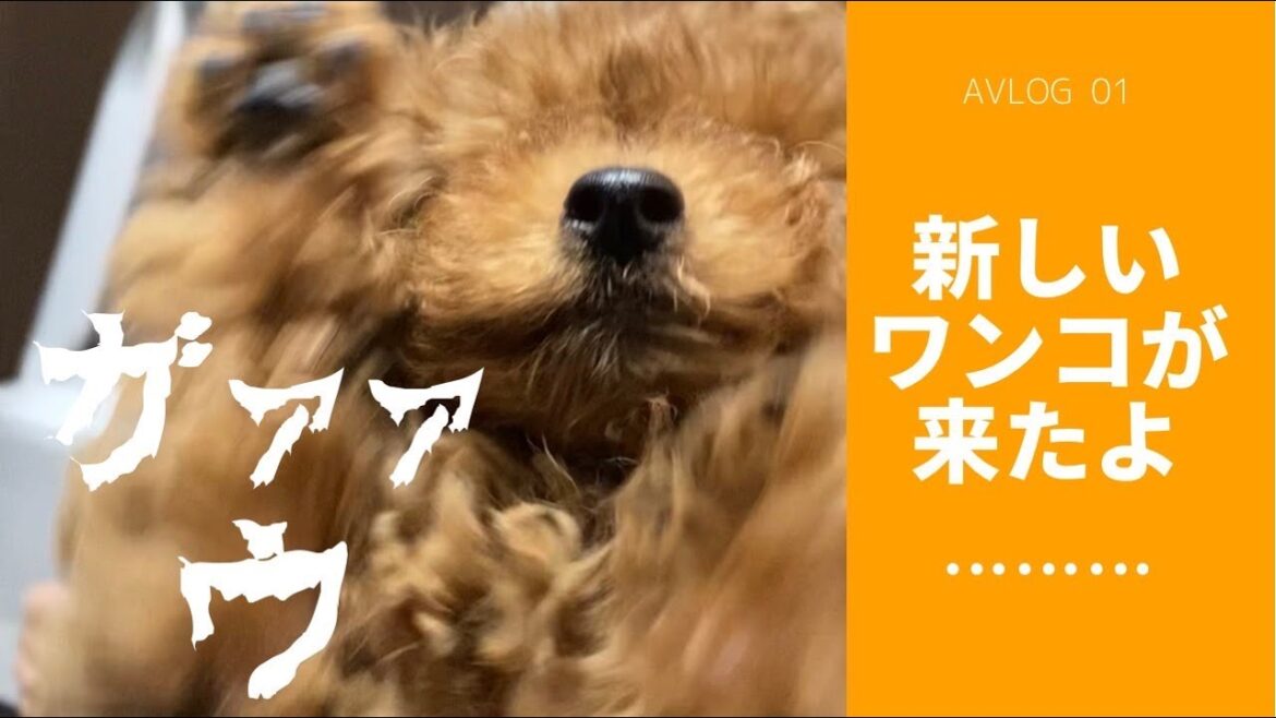 【ご愛顧プレゼント企画】愛用商品プレゼント　AVLOG 01 新しいワンコがきたよ☆