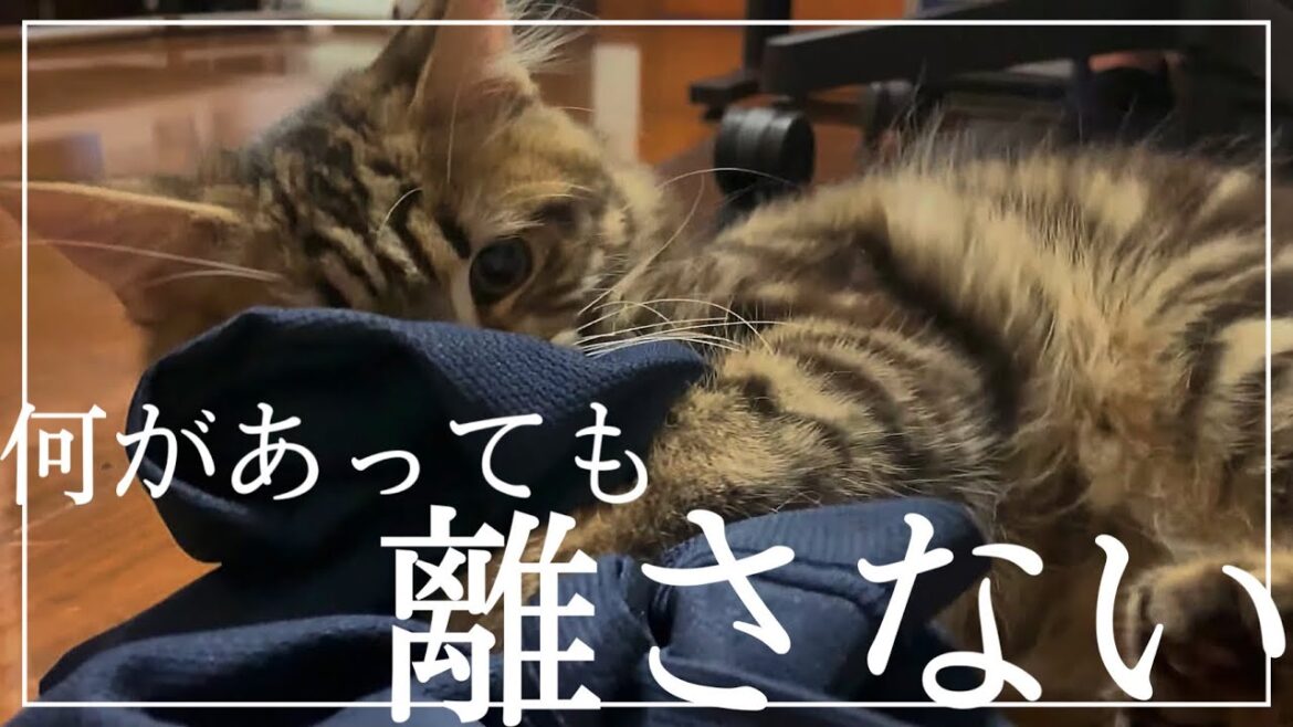 Tシャツを抱きしめて離さないにゃんこ社長